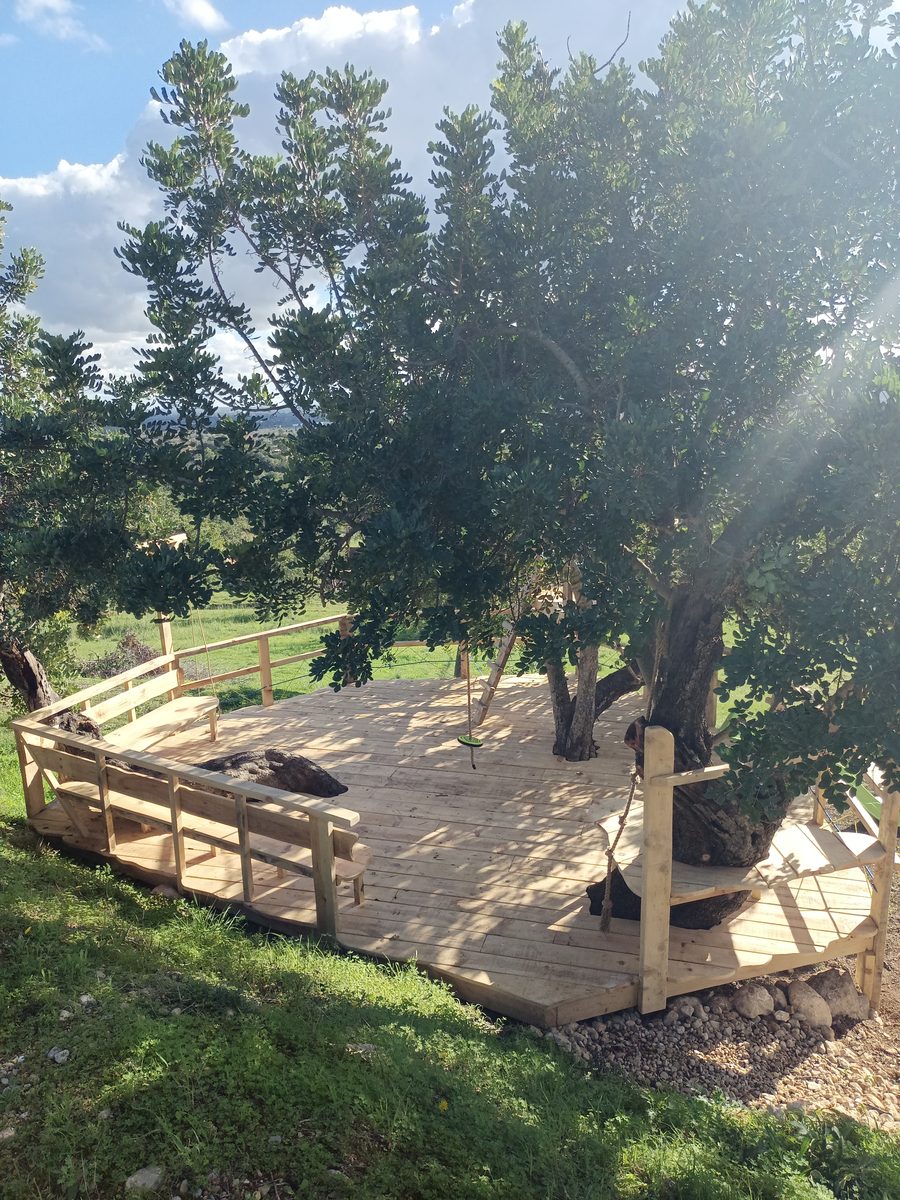 Plataforma circular con árbol centenario integrado